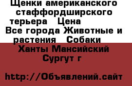 Щенки американского стаффордширского терьера › Цена ­ 20 000 - Все города Животные и растения » Собаки   . Ханты-Мансийский,Сургут г.